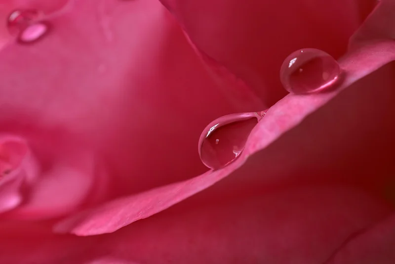 Rose, bakker